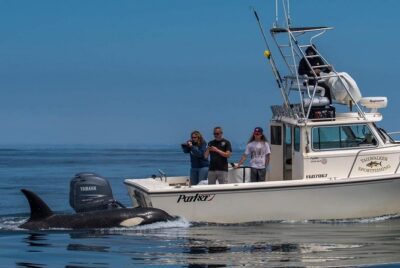 Private Family Whale & Dolphin Adventure in San Diego