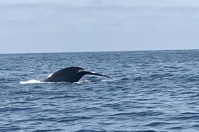 Private Family Whale & Dolphin Adventure in San Diego - Using the Cabin, Deck, and Observation Tower