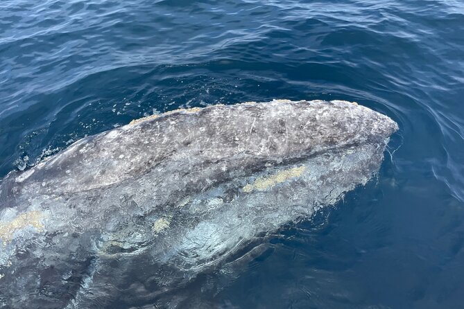Private Family Whale & Dolphin Adventure in San Diego - What the Three Hours Feel Like