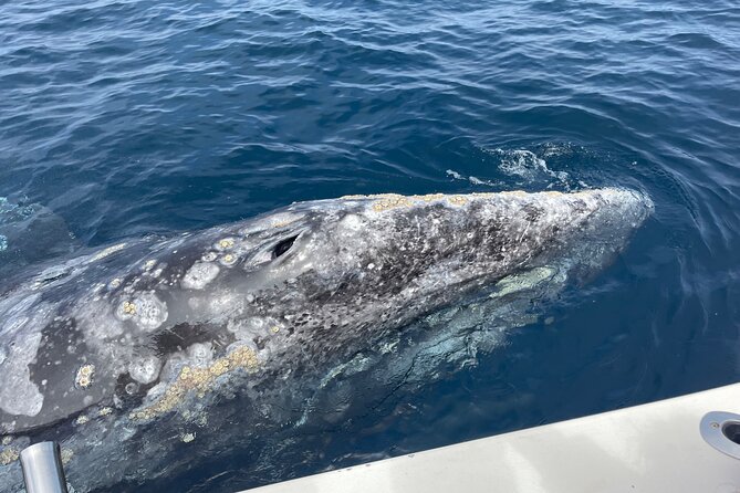 Private Family Whale & Dolphin Adventure in San Diego - What You Might See by Season and Conditions