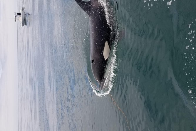 Private Family Whale & Dolphin Adventure in San Diego - Is the $179 Price Good Value?