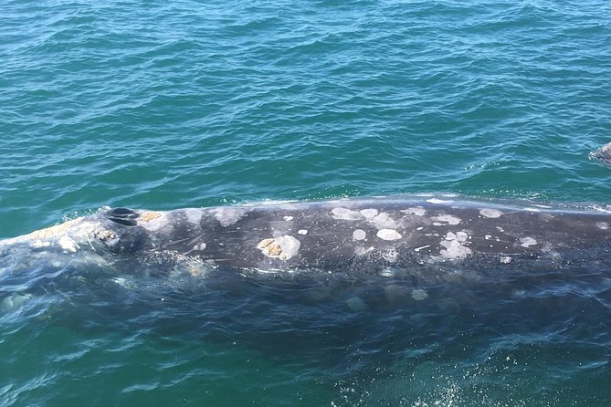 San Diego: 3 Hour Whale Watching Cruise - Heading into the Pacific for whales