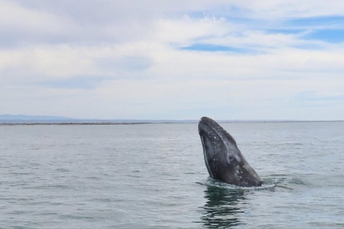 San Diego: 3 Hour Whale Watching Cruise - What whale watching actually looks like