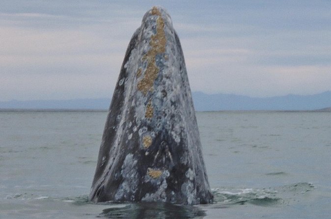 San Diego: 3 Hour Whale Watching Cruise - Crew, explanations, and natural history volunteers