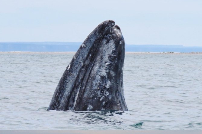 San Diego: 3 Hour Whale Watching Cruise - Is $34 a good value?