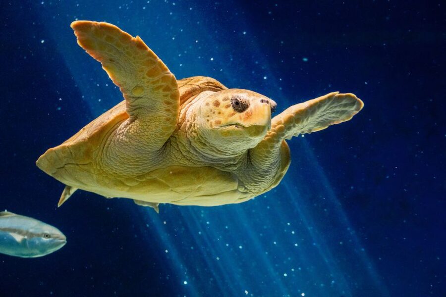 San Diego: CityPASS® Save up to 46% at Must-See Attractions - Birch Aquarium at Scripps