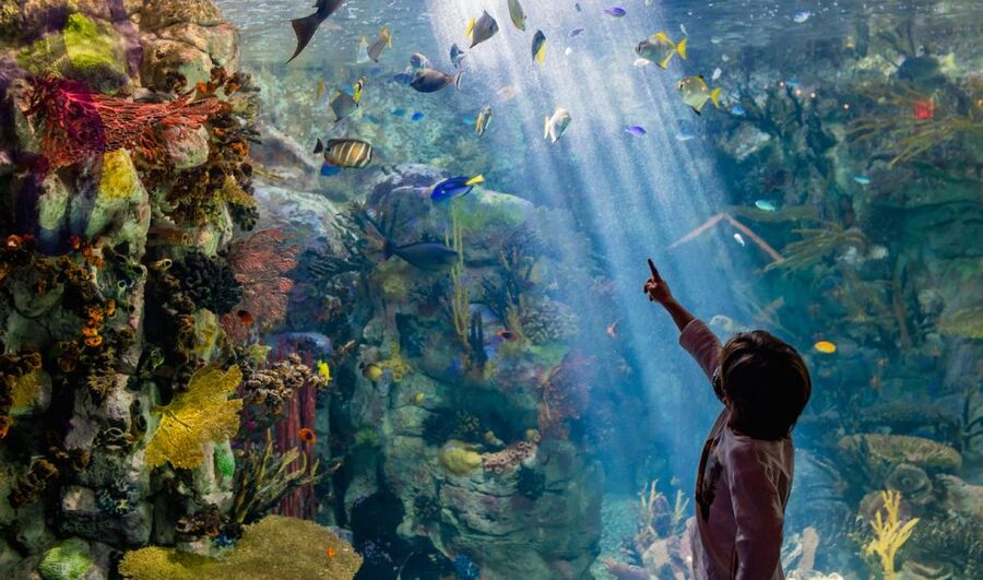 San Diego: CityPASS® Save up to 46% at Must-See Attractions - Maritime Museum of San Diego