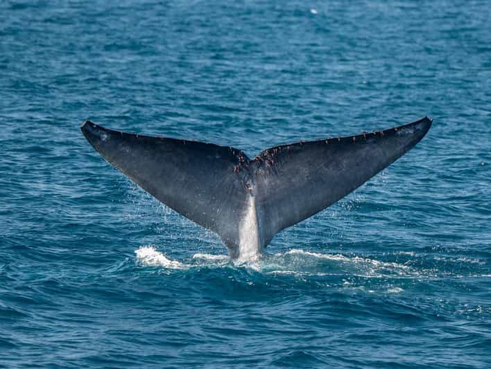 San Diego: Dolphin and Whale-Watching Sunset Cruise - Key points to know before you book