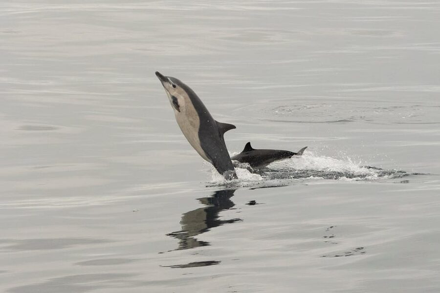 San Diego: Dolphin and Whale-Watching Sunset Cruise - Dolphins can be the main event