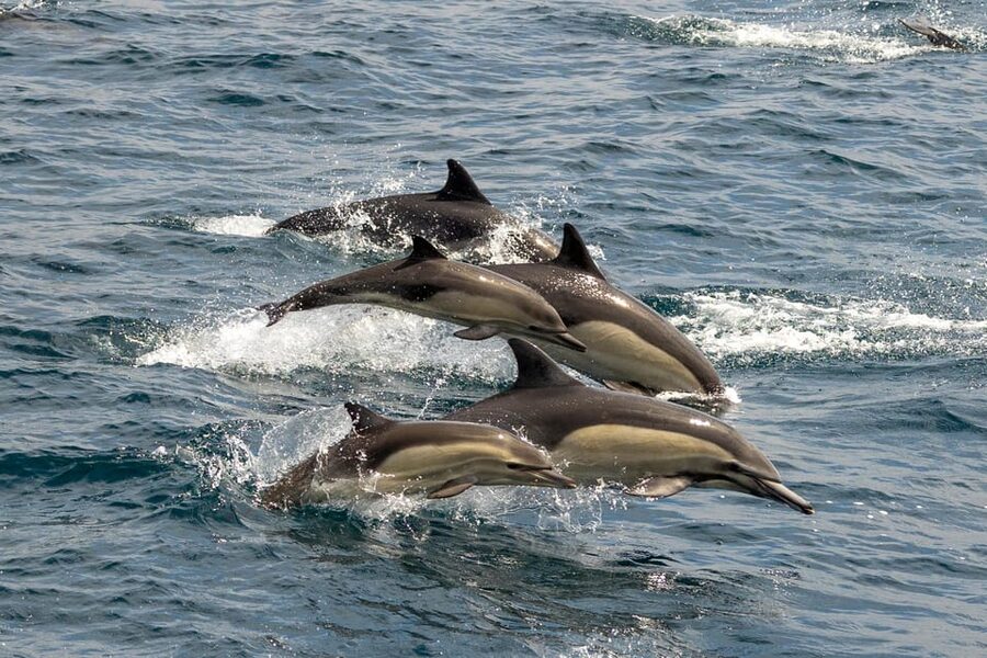 San Diego: Dolphin and Whale-Watching Sunset Cruise - Whales, sea lions, and the limits of wildlife watching