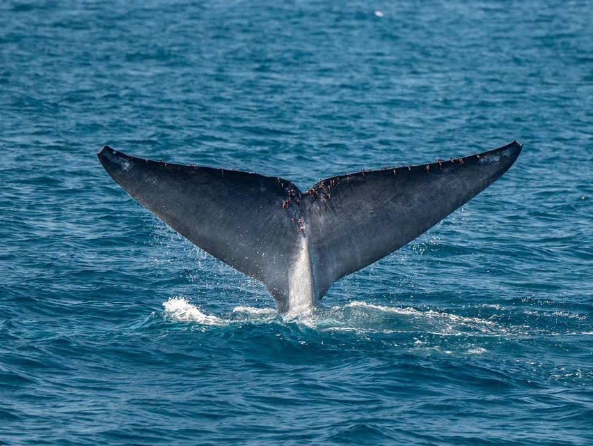 San Diego: Dolphin and Whale-Watching Sunset Cruise - The naturalist guide turns sightings into learning