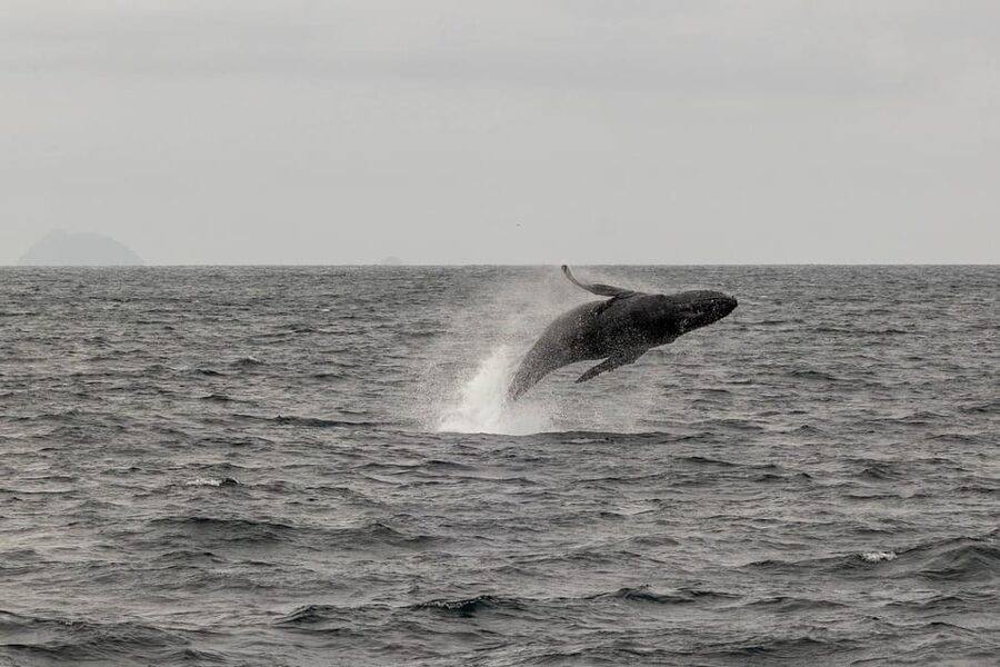San Diego: Dolphin and Whale-Watching Sunset Cruise - Sunset is a strong finish, with one weather warning