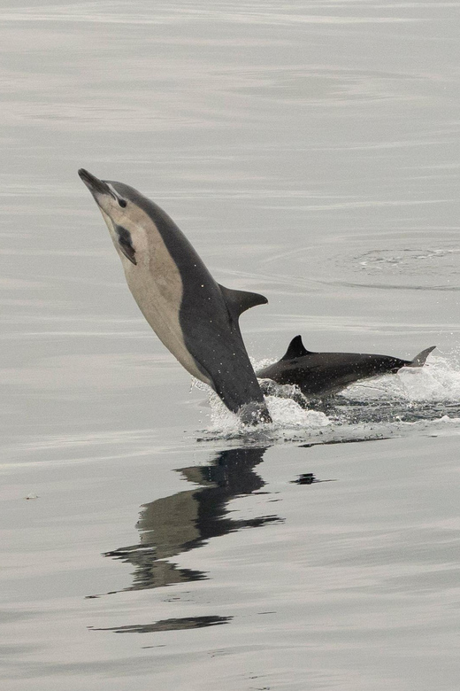 San Diego: Dolphin and Whale-Watching Sunset Cruise - Who should book this cruise?