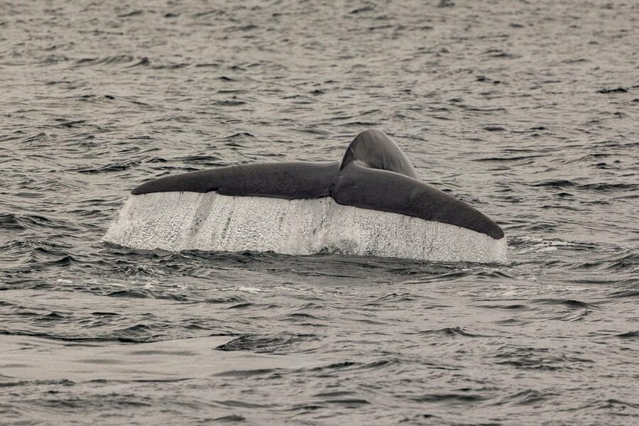 San Diego: Dolphin and Whale-Watching Sunset Cruise - Small details that can make the outing better