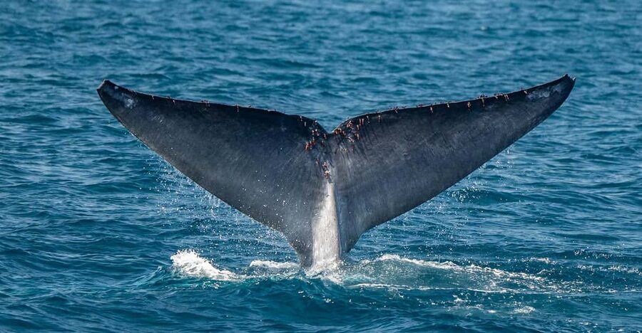San Diego: Dolphin and Whale-Watching Sunset Cruise - What the 2 to 3-hour cruise feels like
