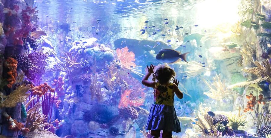 San Diego Explorer Pass: Tickets to 2-7 Attractions - Who Should Buy This Pass?