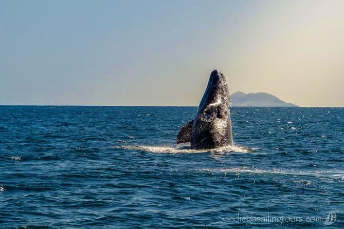 San Diego: Half-Day Marine Wildlife Tour with Lunch - A small yacht instead of a crowded whale boat