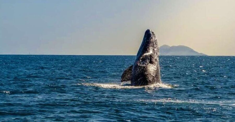 San Diego: Half-Day Marine Wildlife Tour with Lunch - Following the California coast into open water