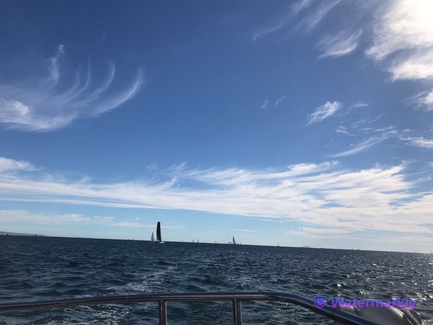 San Diego: Half-Day Marine Wildlife Tour with Lunch - What you might see besides whales