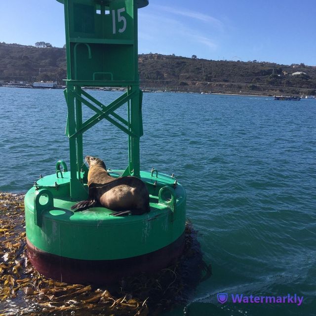 San Diego: Half-Day Marine Wildlife Tour with Lunch - Lunch turns the cruise into a half-day treat
