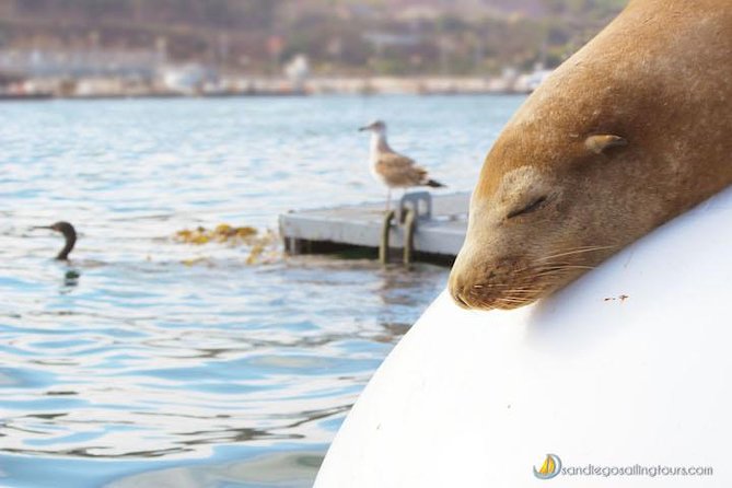 San Diego: Half-Day Marine Wildlife Tour with Lunch - San Diego Bay gives you a gentle beginning