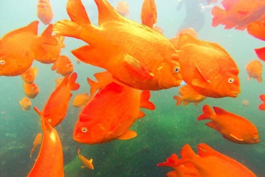 San Diego: La Jolla Cove Guided Snorkeling Tour - Key points at a glance