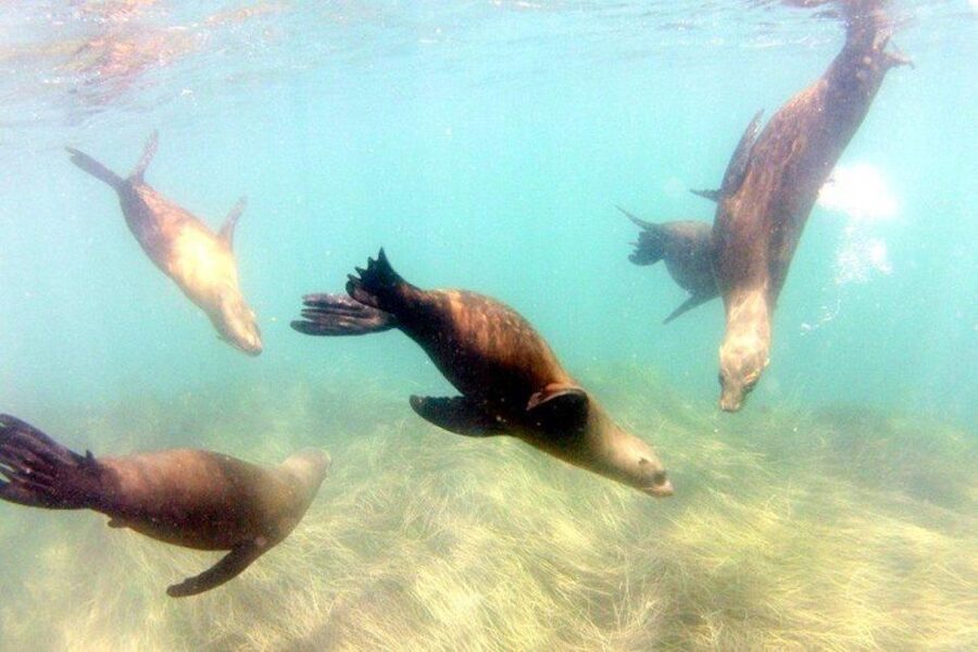 San Diego: La Jolla Cove Guided Snorkeling Tour - Swimming into La Jolla’s protected cove