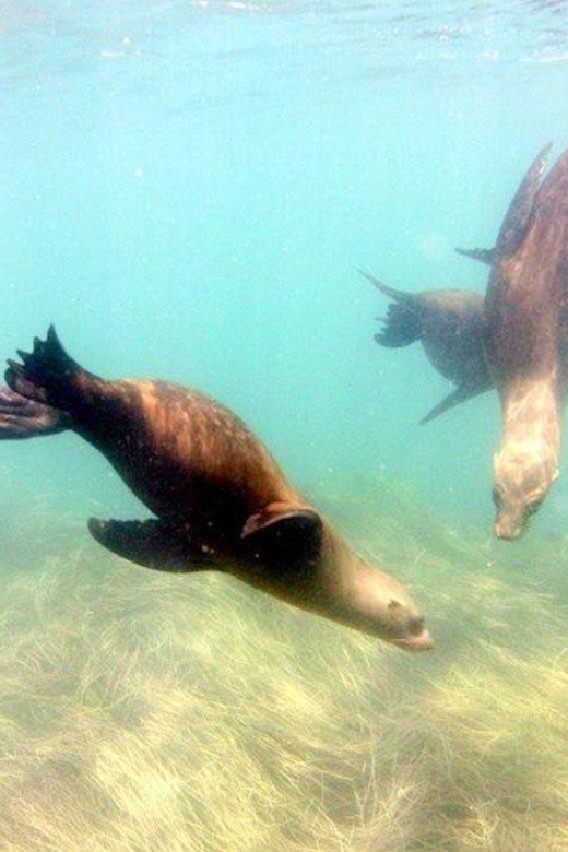 San Diego: La Jolla Cove Guided Snorkeling Tour - Looking for fish, rays, and reef creatures