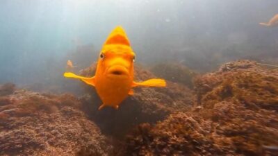 La Jolla Cove Guided Snorkeling Tour