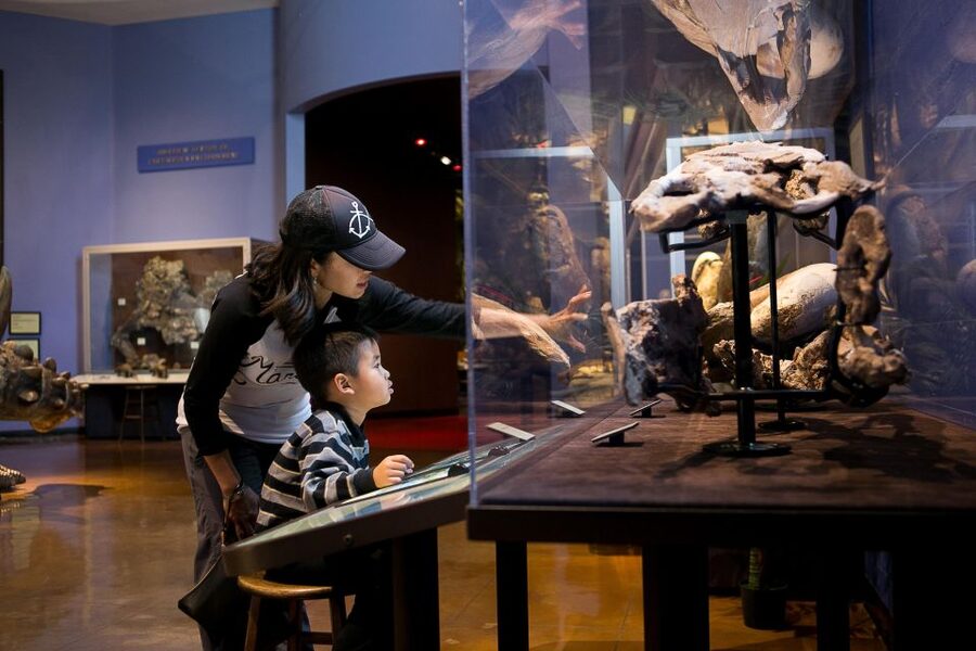 San Diego Natural History Museum Nighttime Entry Ticket - See the museum’s collections from unexpected angles