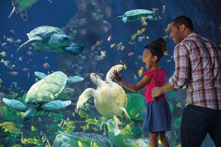 San Diego Pass Plus: 50+ Attractions - Includes LEGOLAND® - Should You Book the San Diego Pass Plus?