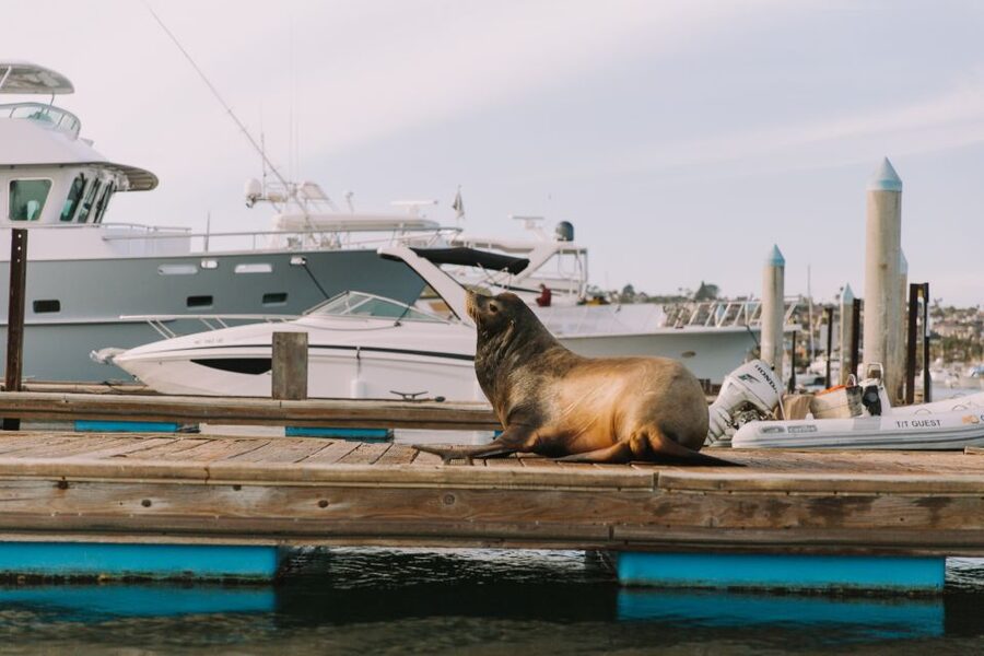 San Diego: San Diego Bay Dog-Friendly Eco Pedal Boat Rentals - Practical tips for a better hour on the bay