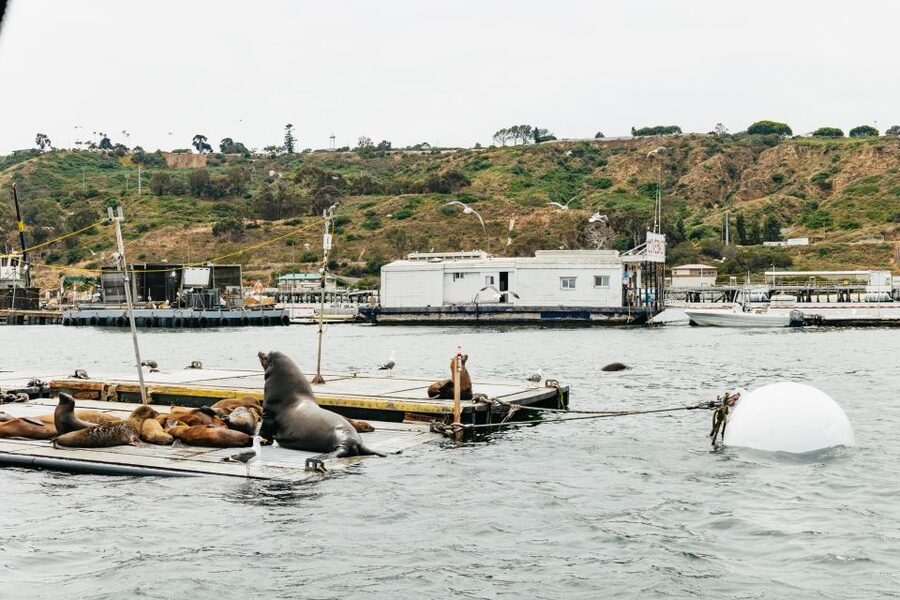 San Diego: SEAL City Tour by Amphibious Bus - Harbor traffic, Navy ships, and working San Diego