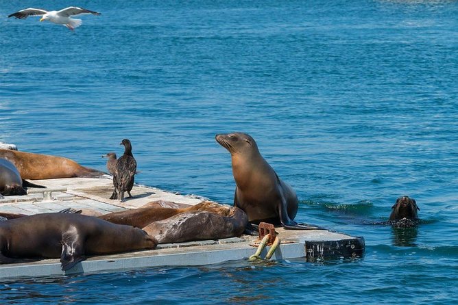 San Diego Seal Tour - What the guides add to the ride