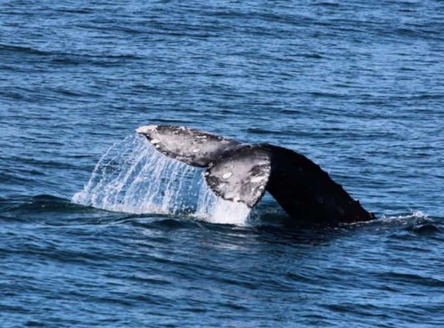 San Diego: Whale and Dolphin Watching Cruise - Four hours on the Pacific, not a quick harbor loop