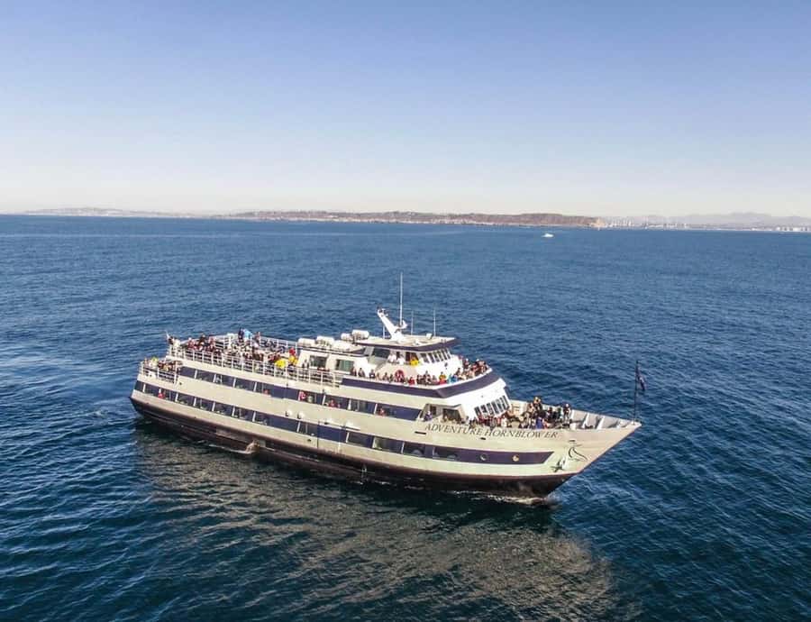 San Diego: Whale and Dolphin Watching Cruise - What you may see from San Diego’s coast