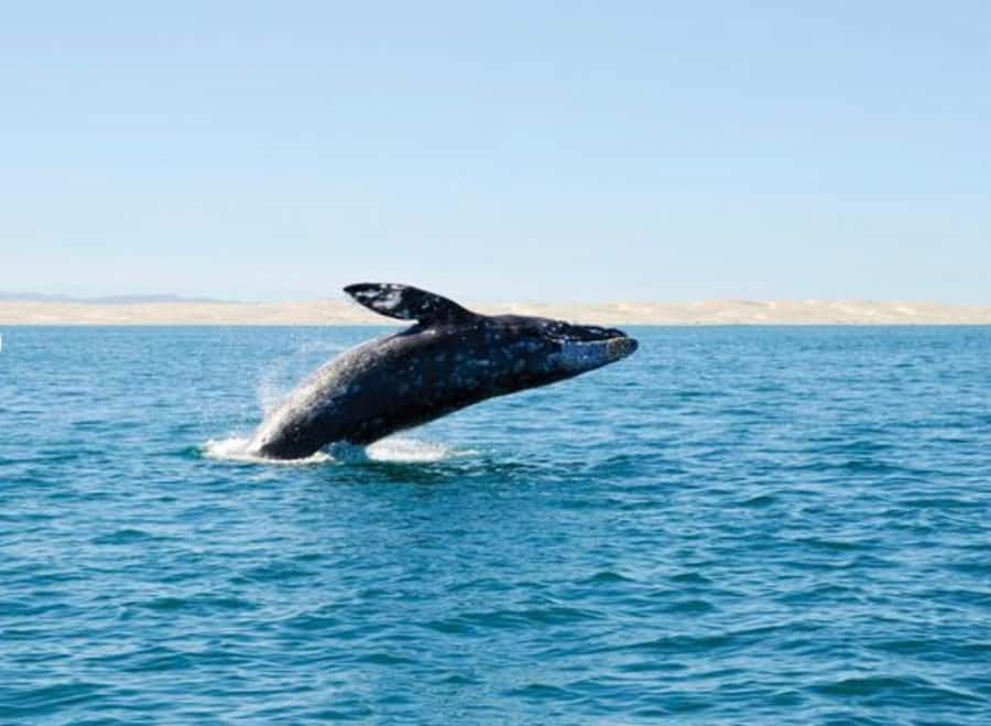 San Diego: Whale and Dolphin Watching Cruise - How the wildlife search usually feels