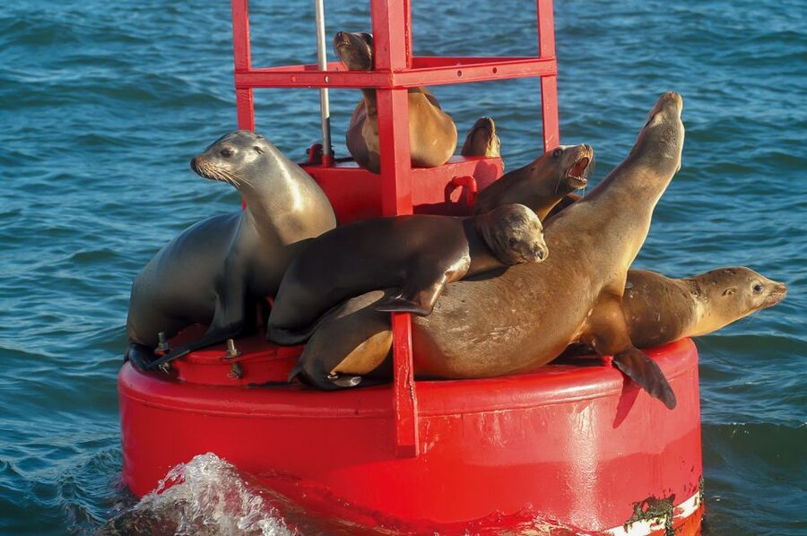 San Diego: Whale and Dolphin Watching Cruise - The whale-or-dolphin guarantee, explained clearly