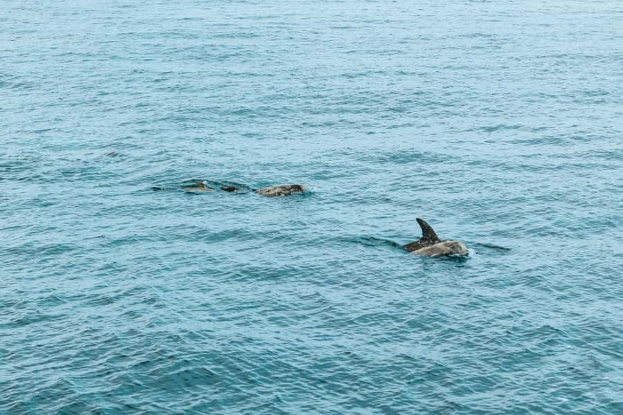 San Diego: Whale and Dolphin Watching Cruise - Should you book the San Diego whale cruise?