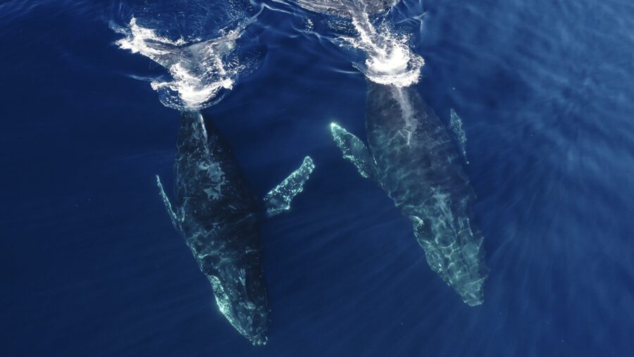San Diego: Whale and Dolphin Watching Speedboat Tour - Should you book the San Diego Zodiac tour?