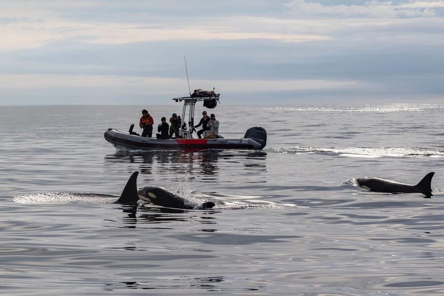 San Diego: Whale and Dolphin Watching Speedboat Tour - Leaving Seaforth Marina in a six-person RIB
