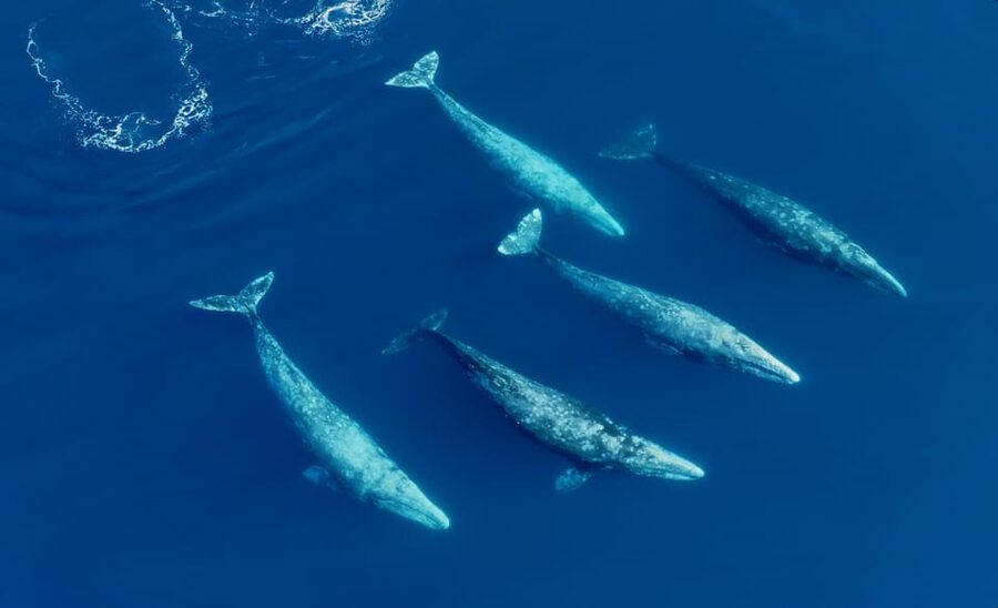 San Diego: Whale and Dolphin Watching Speedboat Tour - What you might see by season