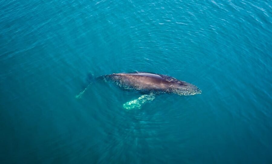San Diego: Whale and Dolphin Watching Speedboat Tour - Why the small boat changes the experience