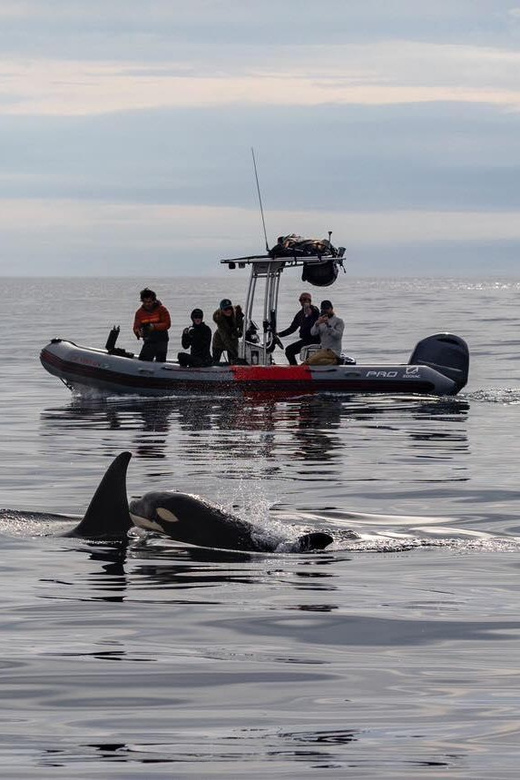 San Diego: Whale and Dolphin Watching Speedboat Tour - The guides and the educational side