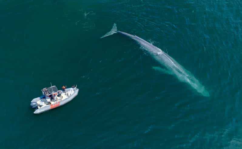 San Diego: Whale and Dolphin Watching Speedboat Tour - The real value of the $188 price