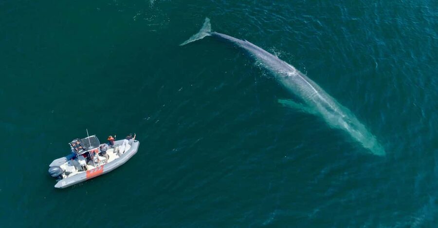 San Diego: Whale and Dolphin Watching Speedboat Tour - Who will enjoy this tour most?