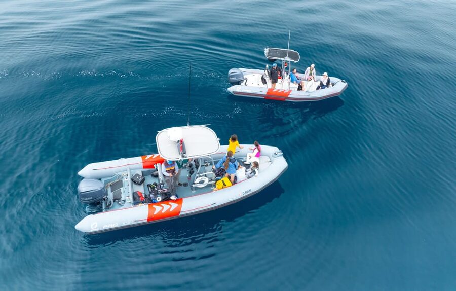 San Diego: Whale and Dolphin Watching Speedboat Tour - Three hours of searching San Diego’s Pacific waters