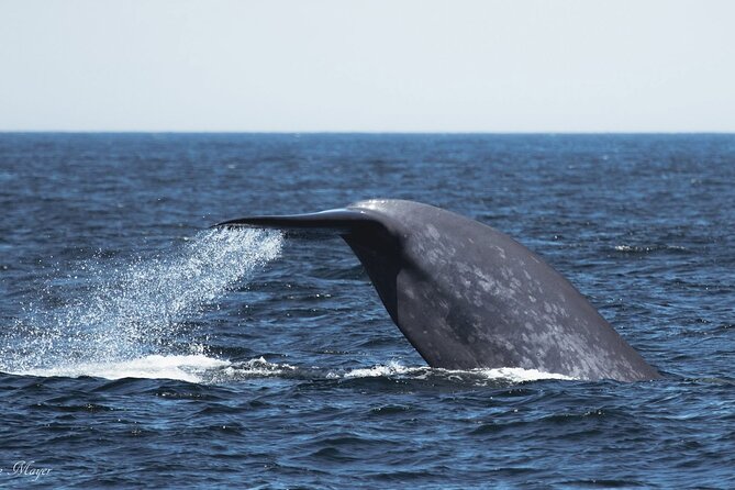San Diego Whale/Dolphin Watching Cruise Aboard Luxury Vessel - What happens once wildlife is found