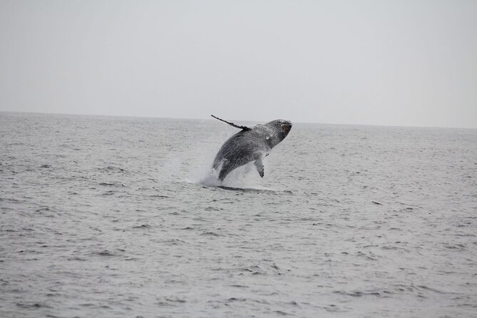 San Diego Whale/Dolphin Watching Cruise Aboard Luxury Vessel - A boat built for comfort, not immunity from waves