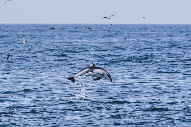 San Diego Whale/Dolphin Watching Cruise Aboard Luxury Vessel - What the naturalist adds to three hours at sea